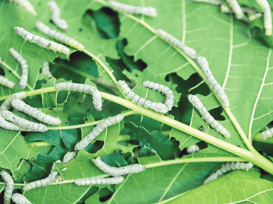 Cách chọn thuốc trừ sâu an toàn, hiệu quả cho từng loại cây